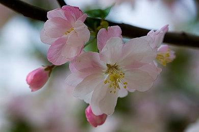 《战地2042》专家Sundance是非二元性别角色 系列首位